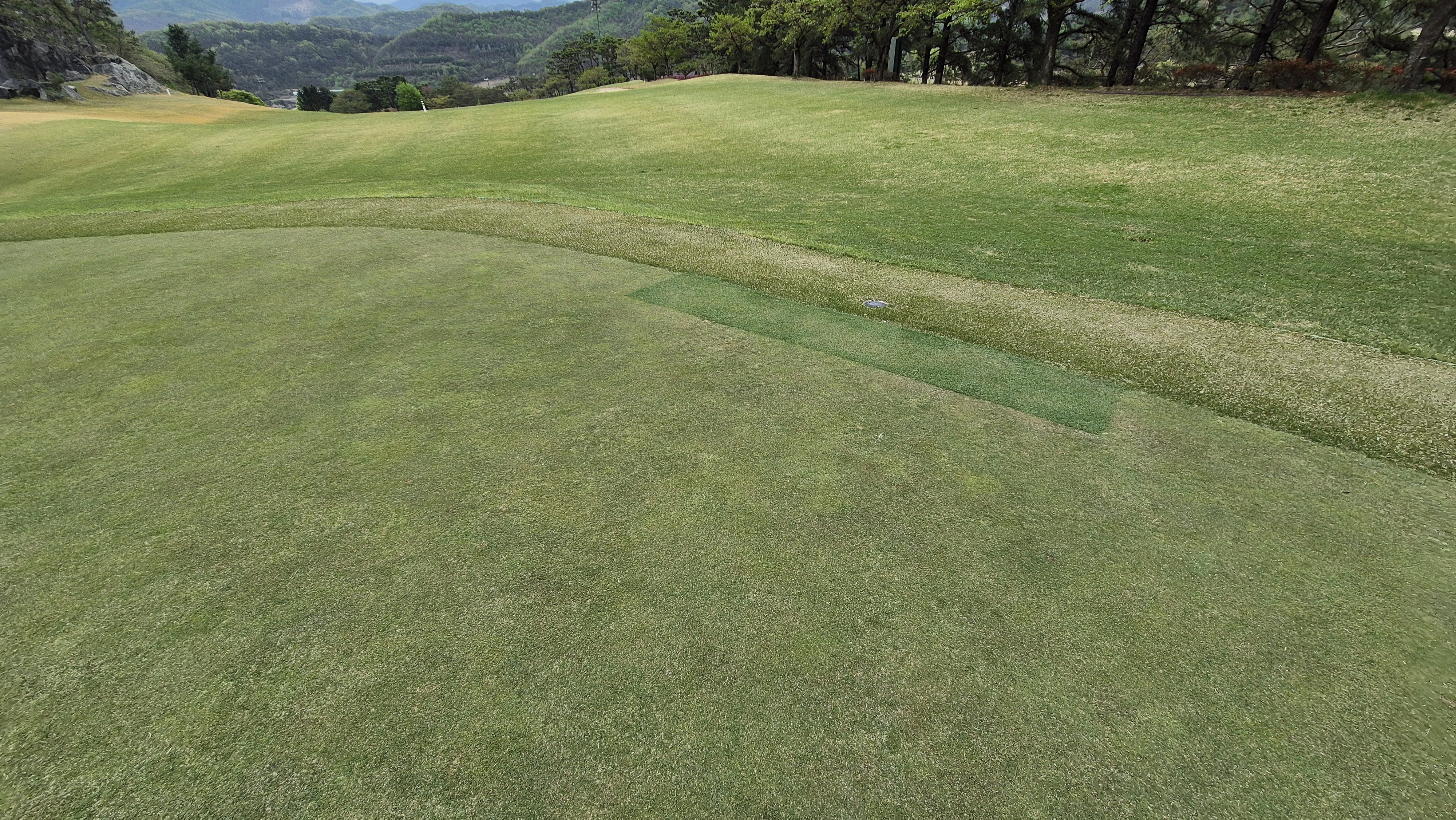 시그너스cc 코튼-라미 코스 그린 관리 상태