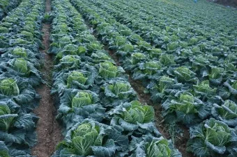 쌈배추 재배 속 차게 키우기 시비 타이밍 통풍 관리_5