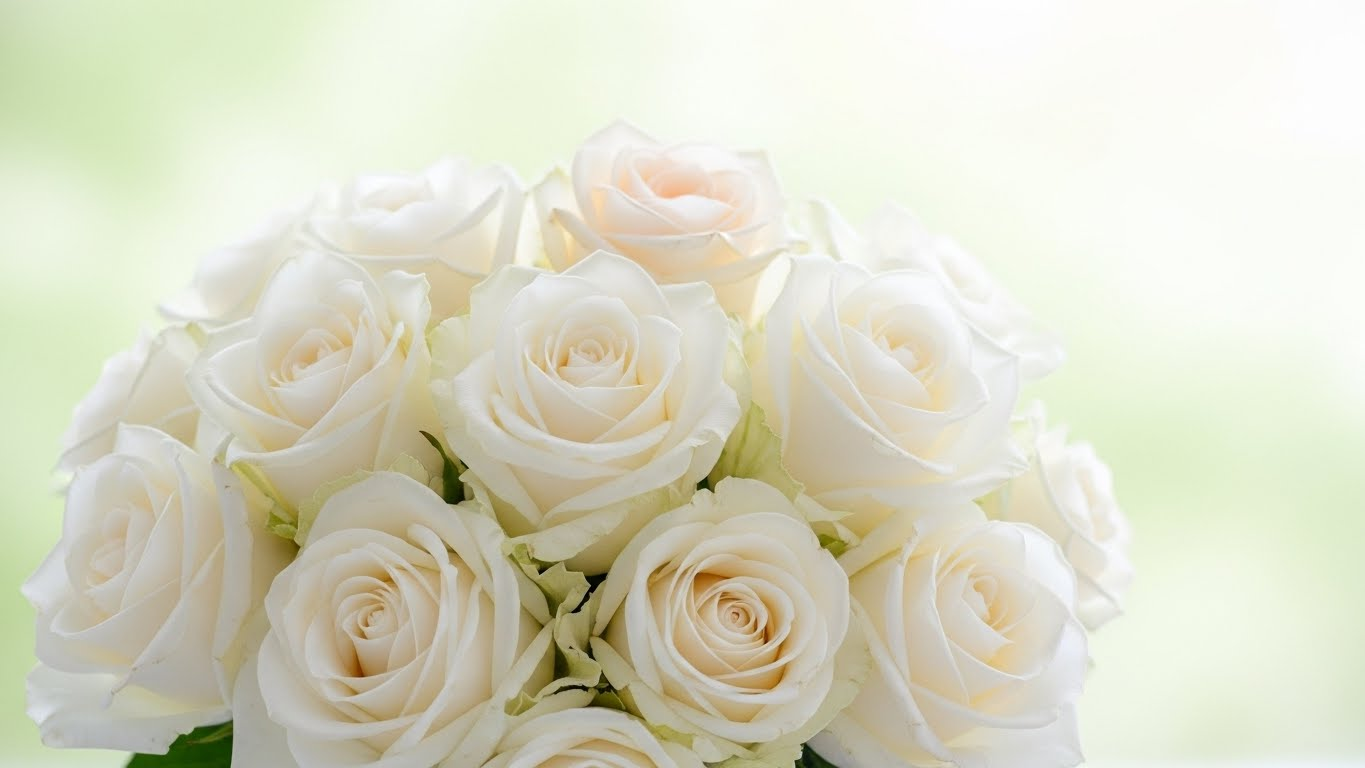 흰색 장미 꽃말: '순결'과 '영원한 존경', 결혼식 부케의 의미 파헤치기