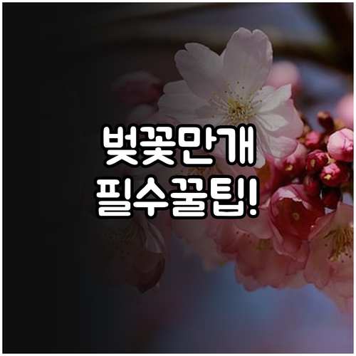 서울 주요 벚꽃 군락지별 만개 시점 ..