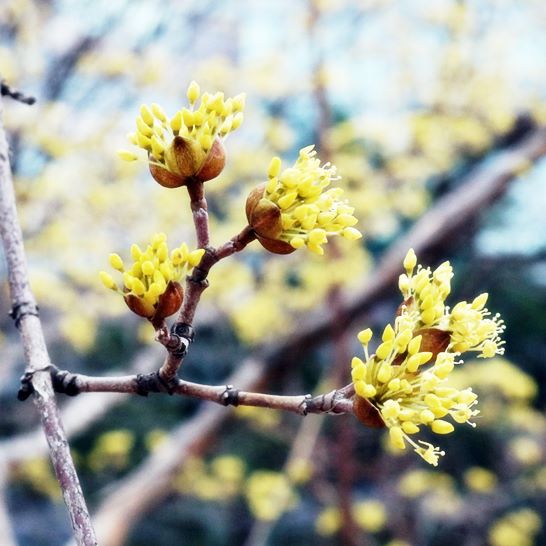 산수유 효능_부작용