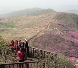 산청황매산 철쭉제