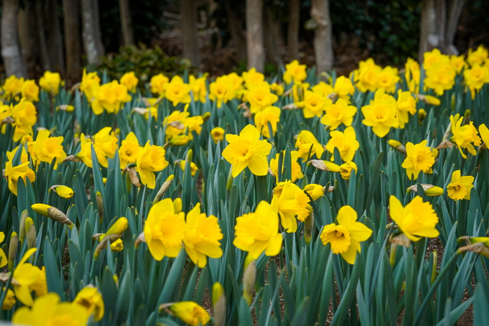 2025 거제 공곶이 수선화축제 총정리