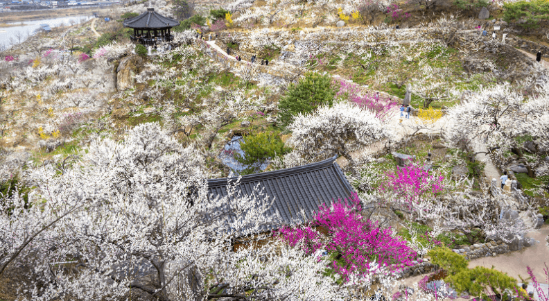 광양 매화마을 전경과 매화꽃이 핀 풍경
