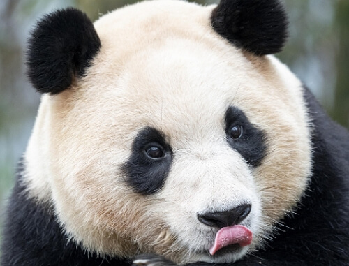 판다월드 푸바오 큐패스 예약하기 (최신판)