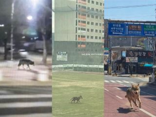 늑구 대전 오월드 탈출 수컷 늑대 청주 드론 수색