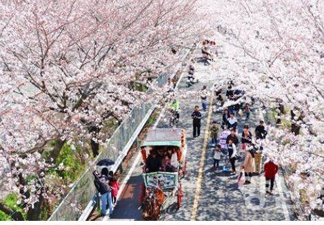 양산 벚꽃 명소