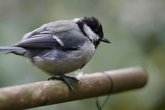 가평베고니아새정원