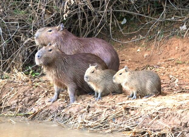 카피바라 가족들