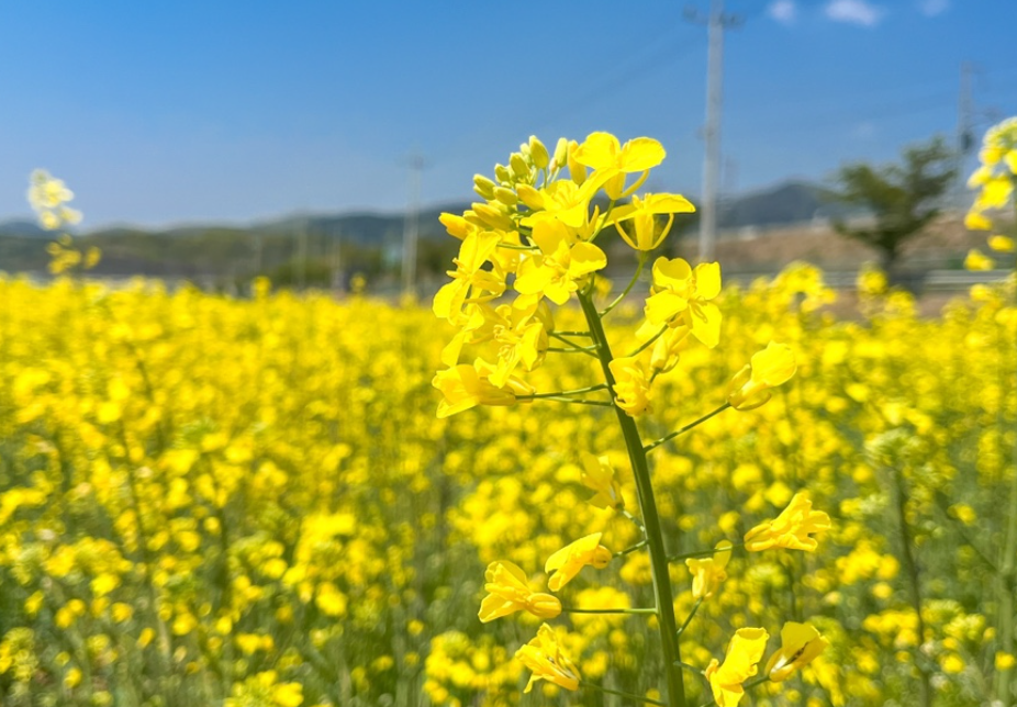 경북 유채꽃 명소 피는 시기