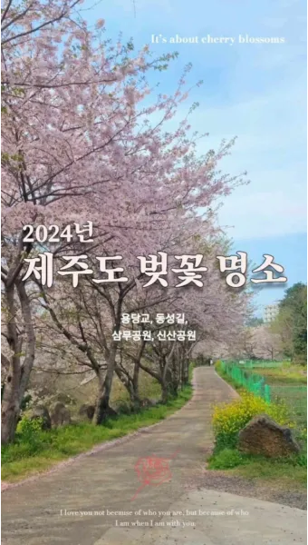 제주 벚꽃 명소 추천 아무도 모르는 명소_19