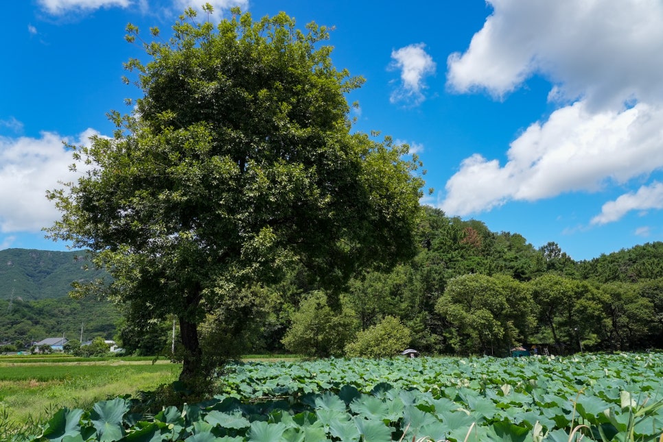 칠곡 달비못 풍경
