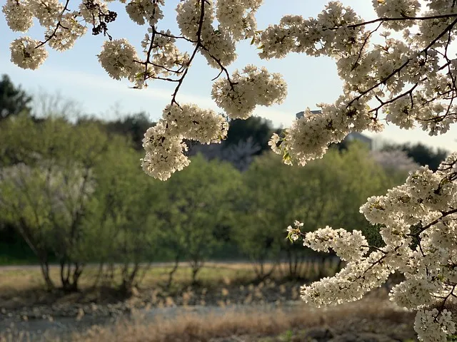 부산 벚꽃 명소 추천 숨겨진 뷰포인트_8