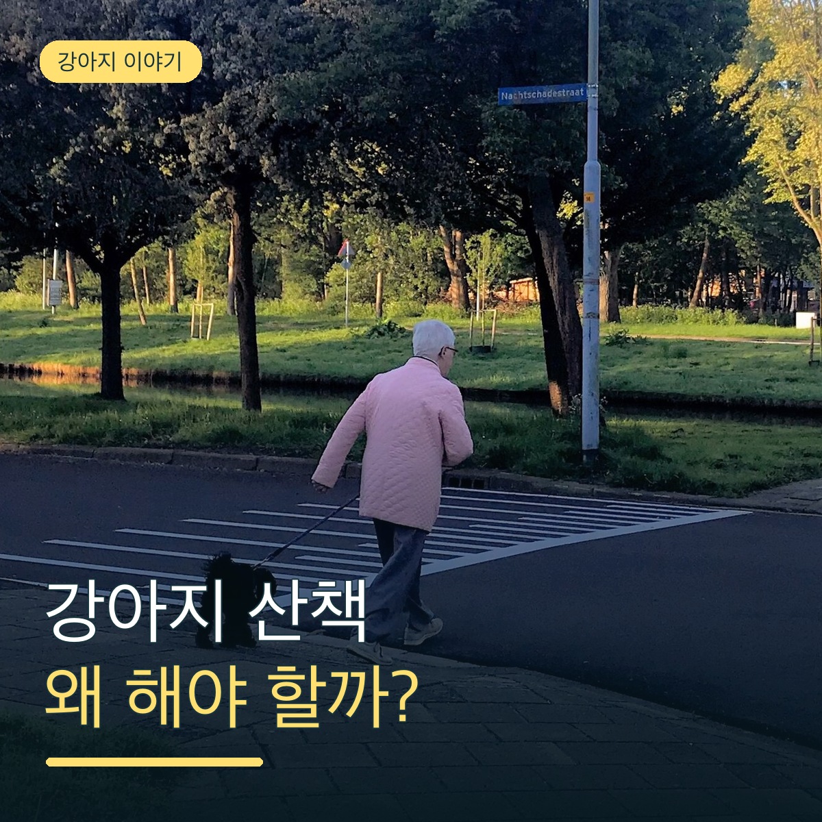 강아지 산책은 왜 해야 할까요? 산책이 필요한 이유와 우리 강아지에게 맞는 방법