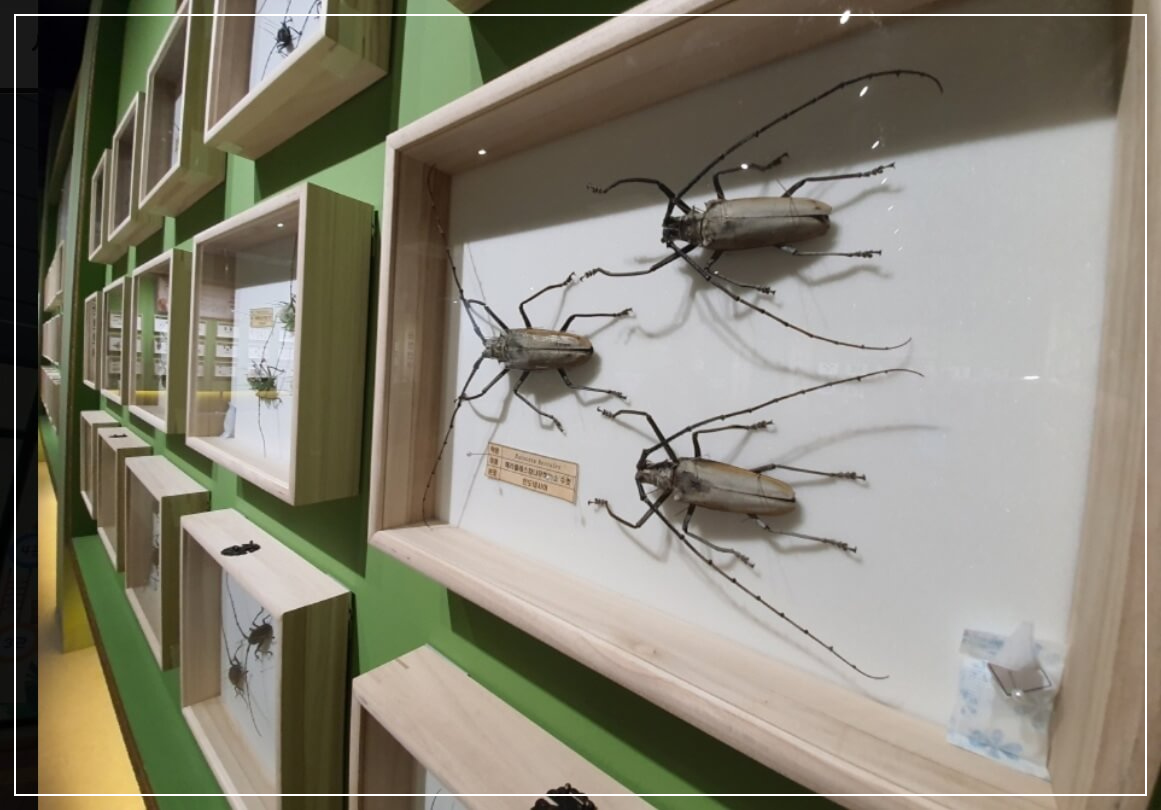 여주 가볼만한곳 베스트10 여주곤충박물관