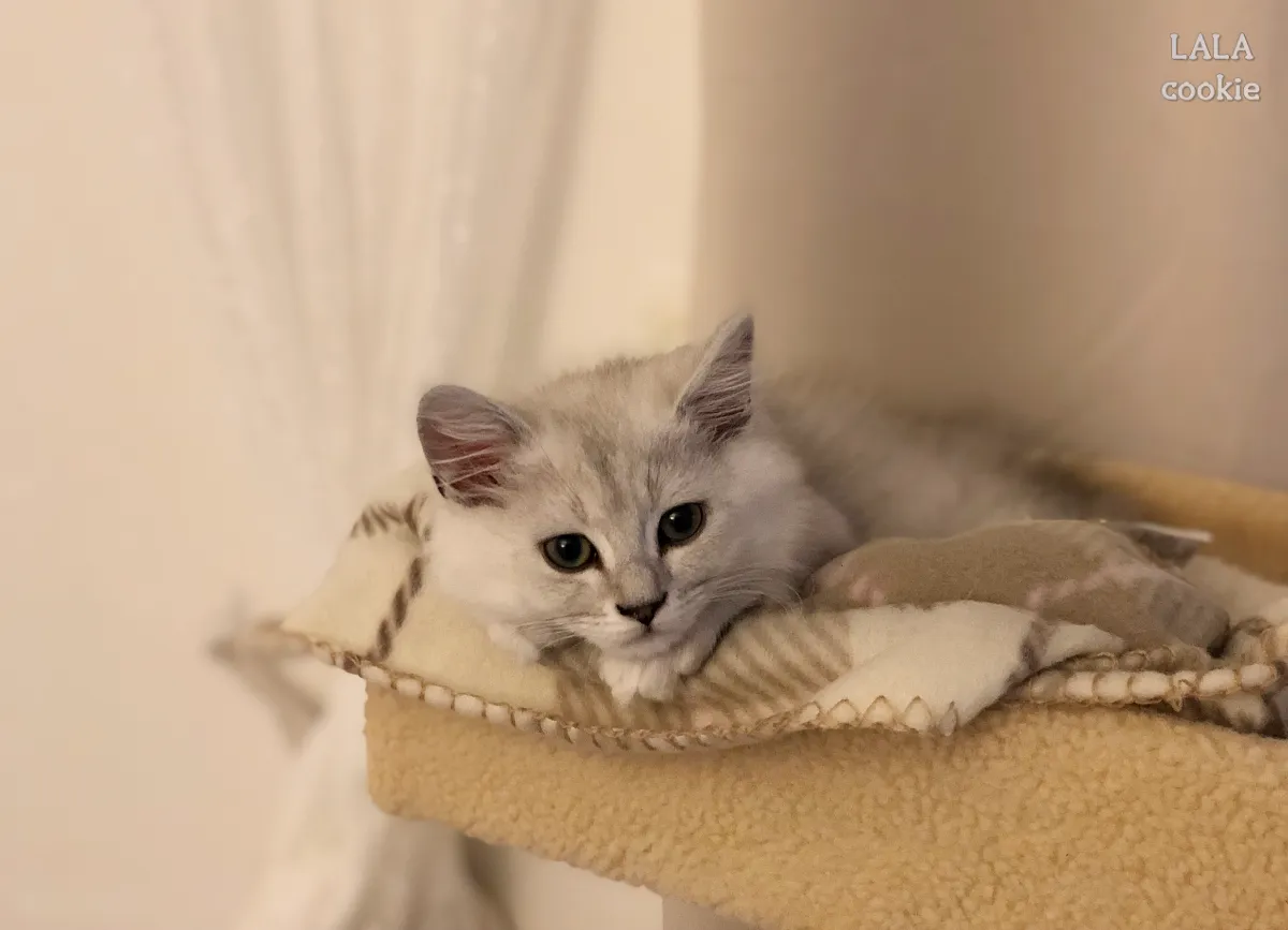 고양이-습식사료-추천-캣타워에서-쉬는-고양이