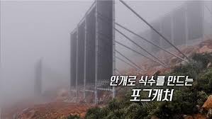 딱정벌레&amp;#44; 포그캐처