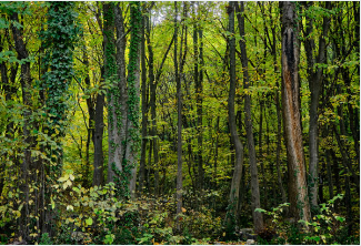 향로산 자연휴양림 예약