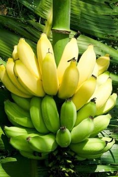 아직-나무에서-설익은-푸르른-바나나