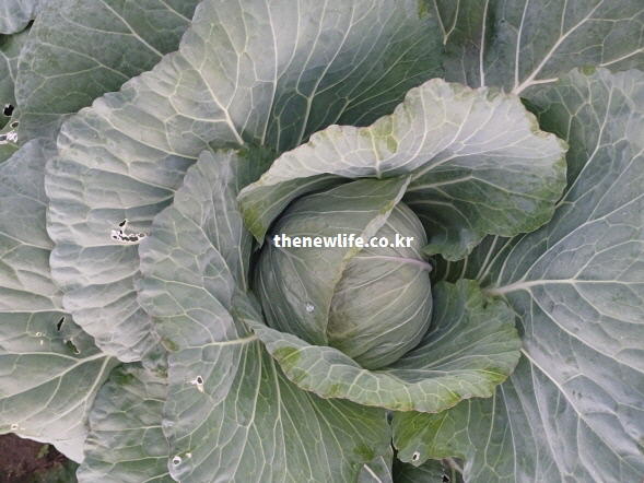 양배추 효능 다이어트 식이섬유