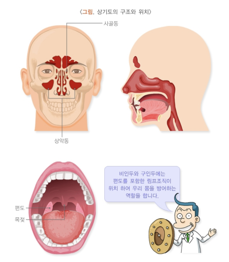 상기도의 구조와 위치