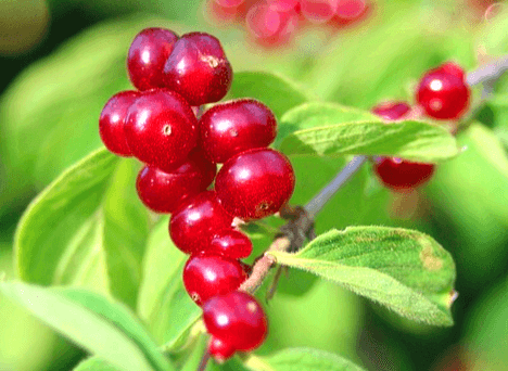 나무에 빨간 산열매들이 가득 열렸다. 작고 동그란 산열매다.
