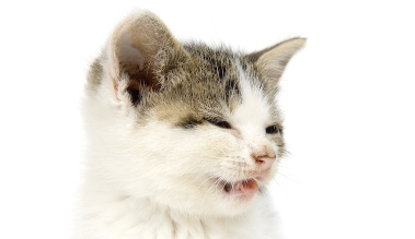 재채기를 하는 새끼 고양이.