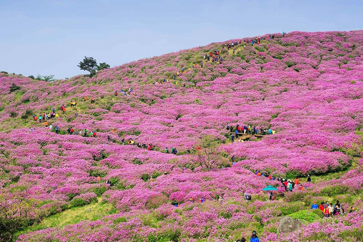 합천 황매산 철쭉축제