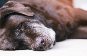 누워있는 강아지