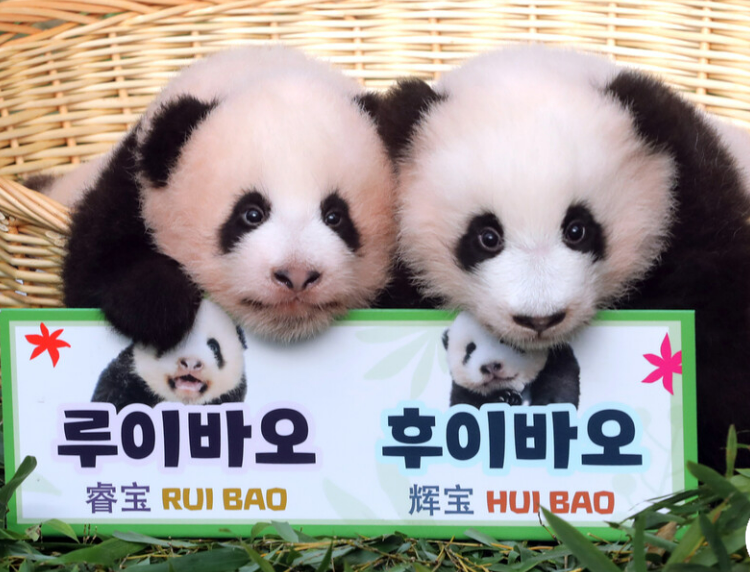 루이바오-후이바오