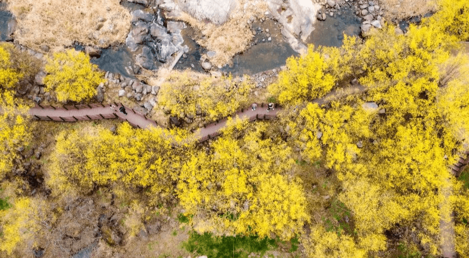 봄을 알리는 구례 산수유꽃