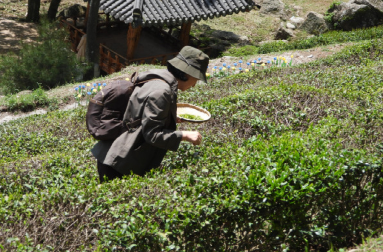 보성 다향대축제
