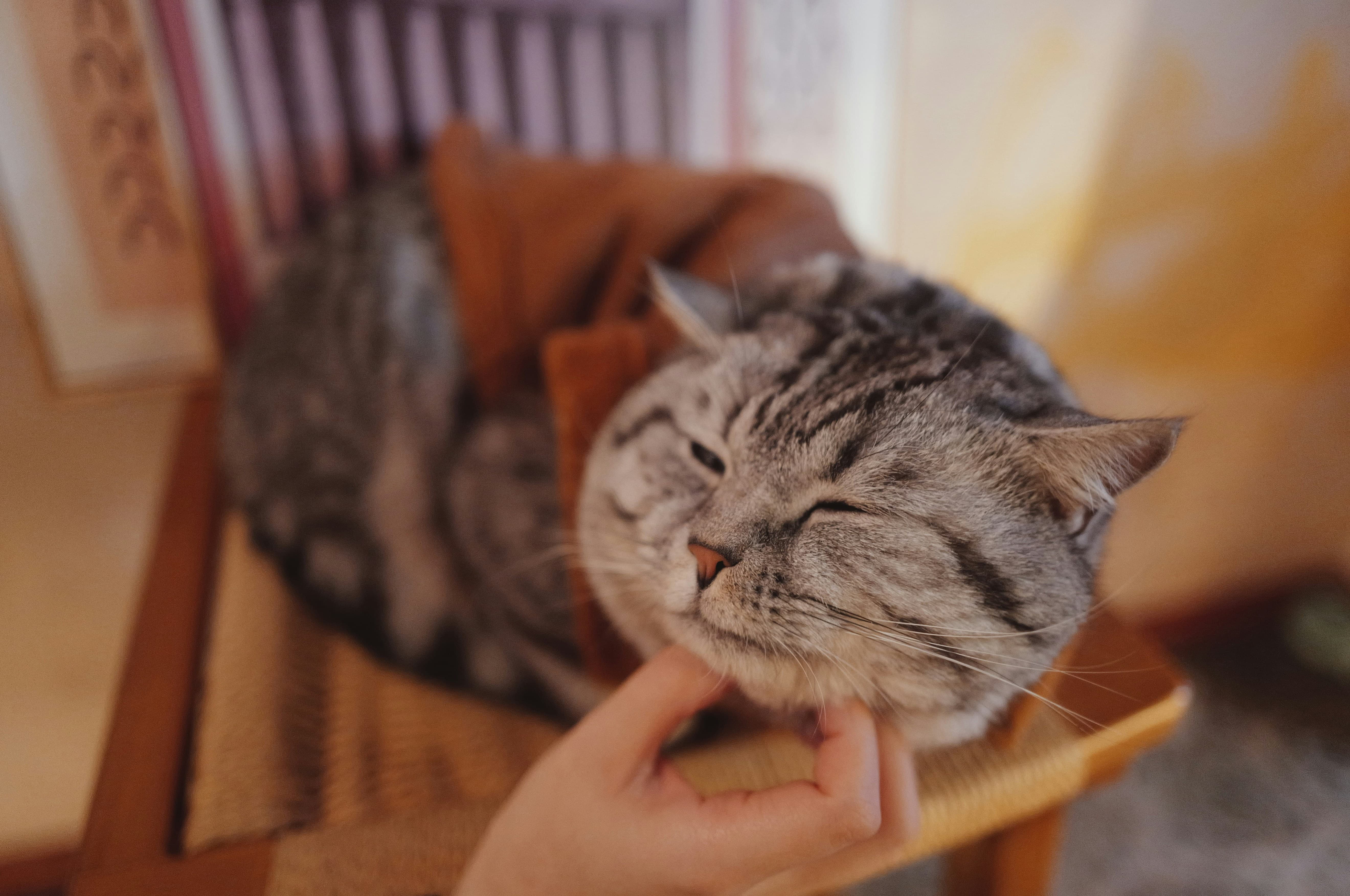 고양이 vs 강아지 – 반려동물의 신기한 습관 비교
