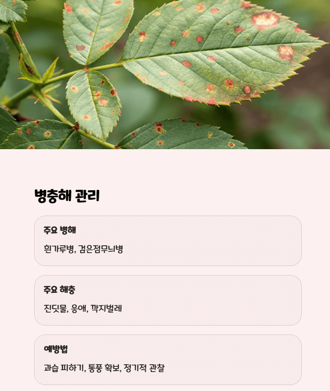미니장미