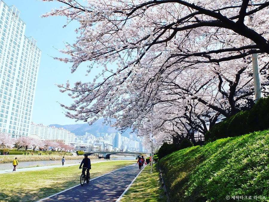 온천천벚꽃사진