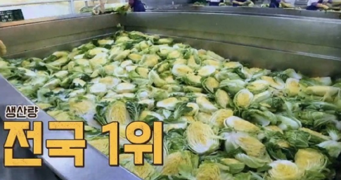 생산량-전국1위-김치공장-도미솔김치