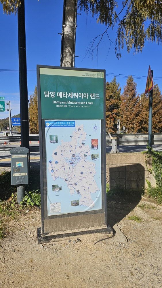 담양 관방제림 &amp; 메타세쿼이어랜드 단풍 절정 실시간 후기 : 이번주 전라남도 가볼만한곳 추천