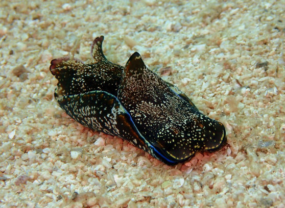 군소가 정확히 어떤 생물인지