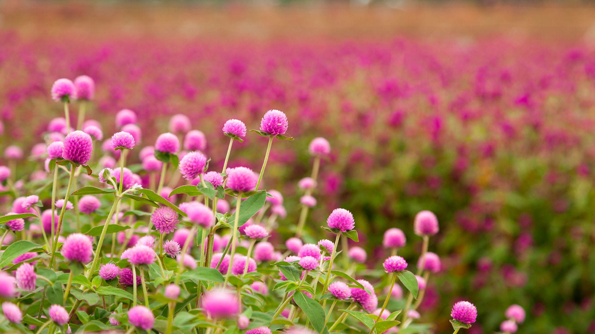 양주 천일홍 가을 페스타 살펴보기 4