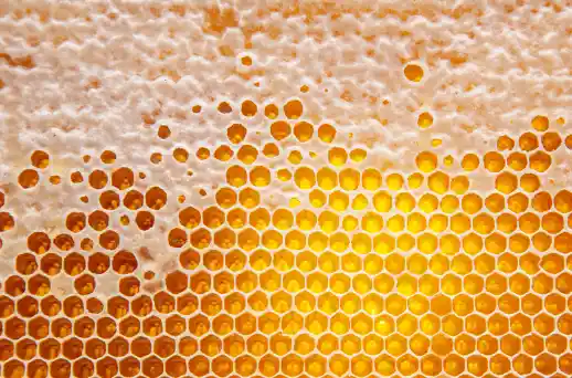 프로폴리스 효능효과 영양성분과 부작용