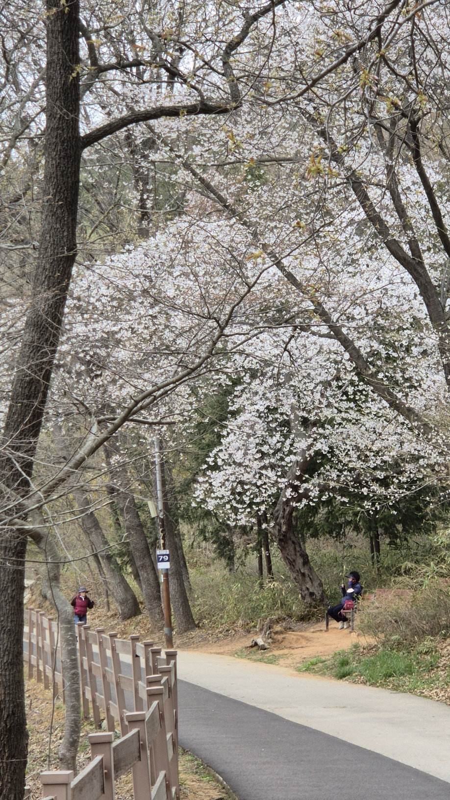 벚꽃이 핀 월명공원