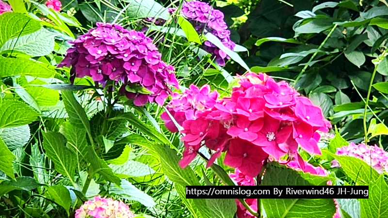 수국 水菊 hydrangea flower