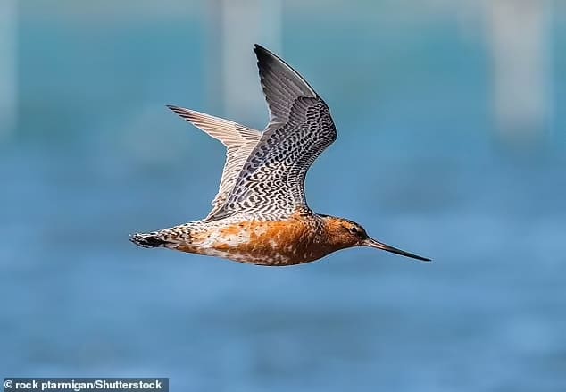 이럴 수가!...13,560km를 쉬지도 않고 날아간 새...세계 기록 깨 VIDEO:Good godwit! Bird flies 8,425 miles NON-STOP from Alaska to Australia