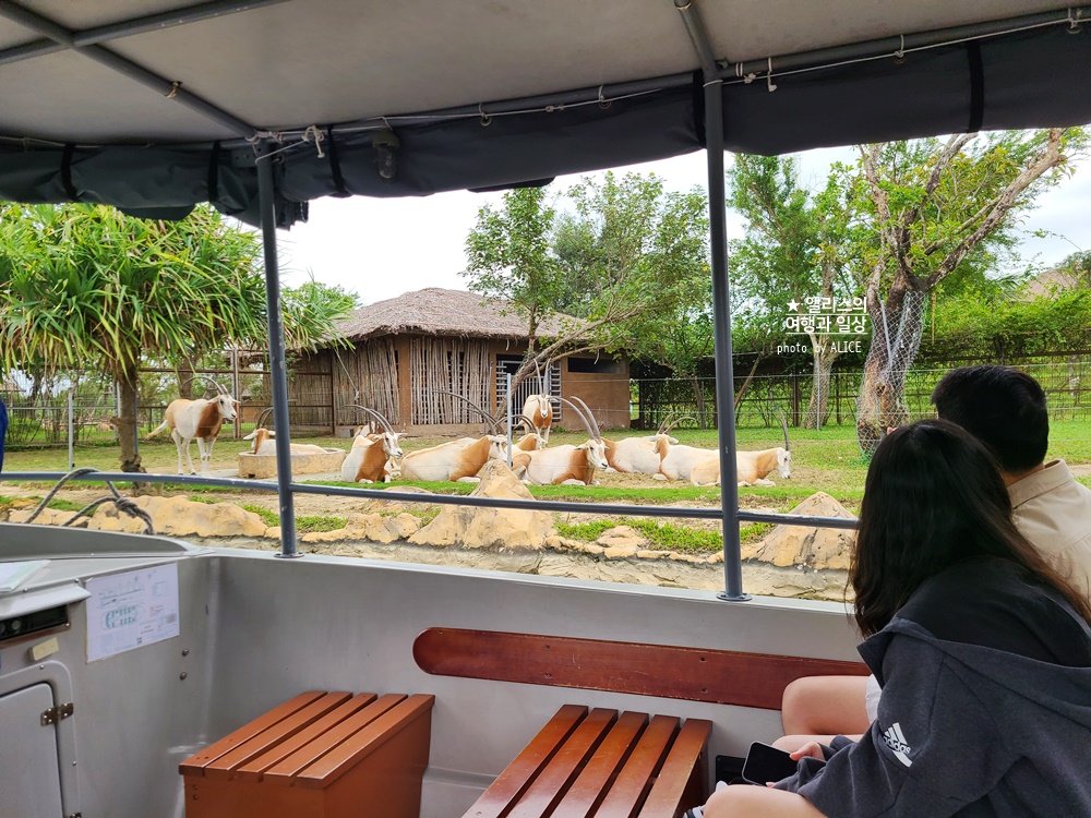 베트남 남호이안 빈원더스 사파리 후기 가격 할인입장권 예약 리버