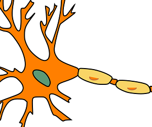 미엘린 수초 신경세포