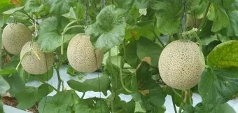 멜론 재배 수정 관리 당도 올리기 비가림 요령_30