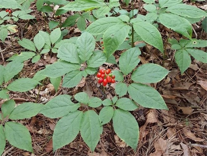 생생정보 지금이 딱 심봤다! 산속 보물 산양삼 장뇌삼 약초 산더덕 전국 택배 주문 온라인 판매