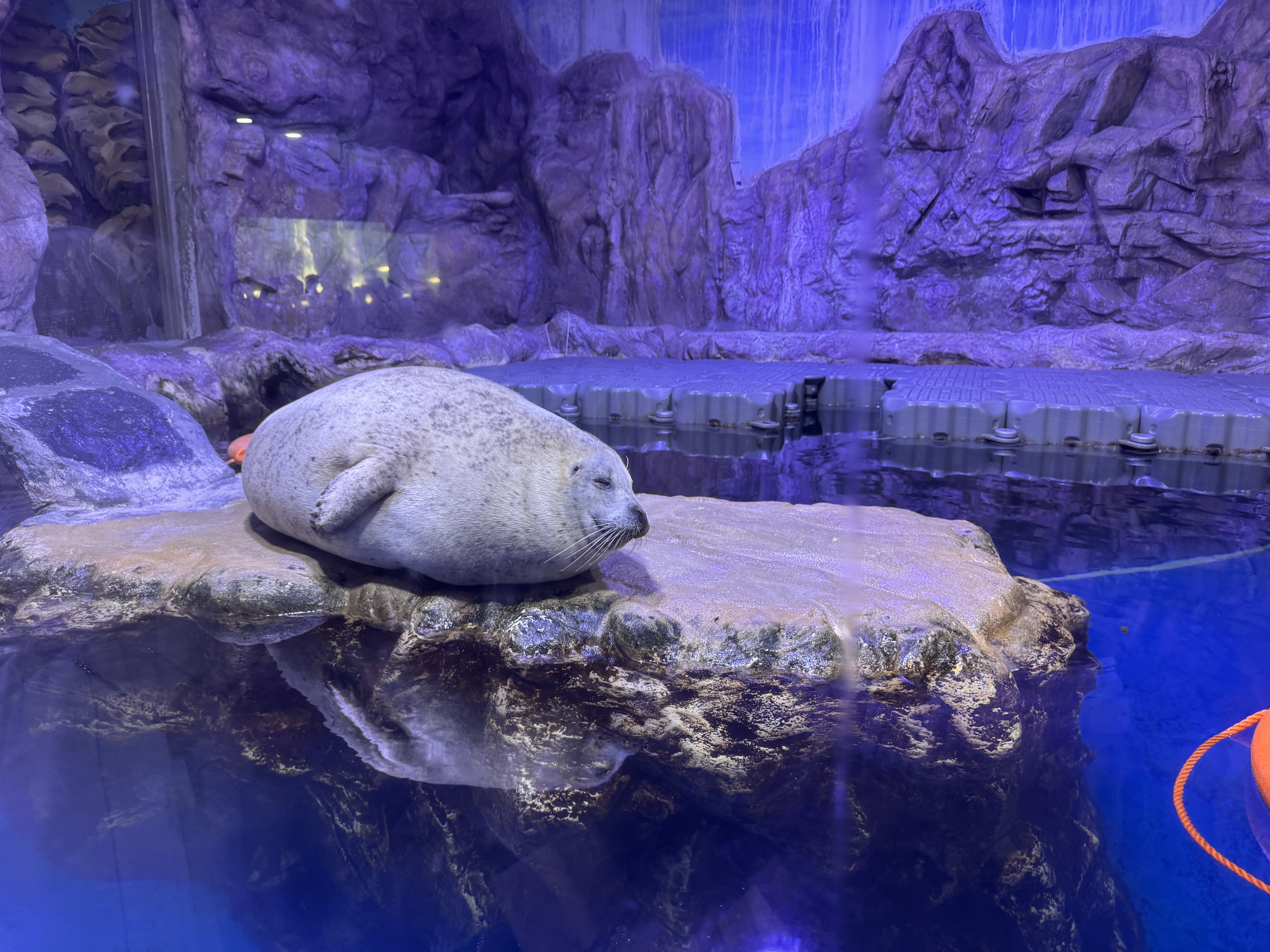 제주 아쿠아플라넷