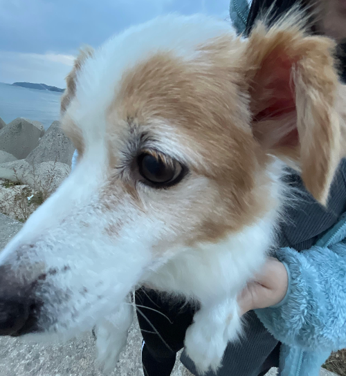 노령견 간식 닭고기 & 단호박 스프