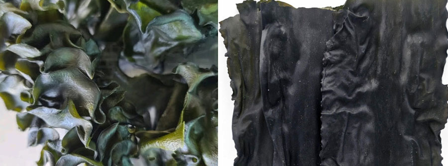 미역과 다시마 차이점 구별법 영양성분 보관법